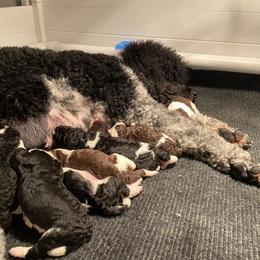 Poodle Puppies from Apricity Poodles