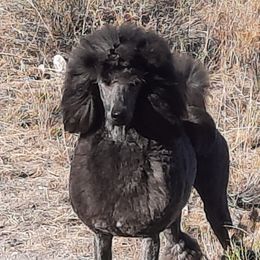 Hodari - Poodle