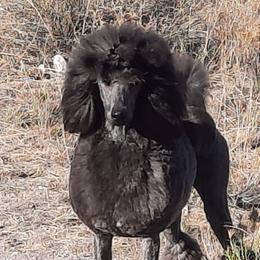 Hodari - Poodle