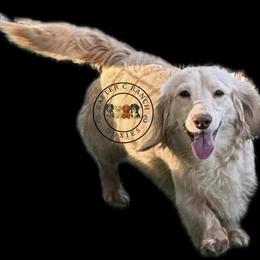 Rowan - Dachshund