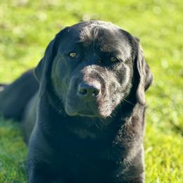 Remi - Labrador Retriever