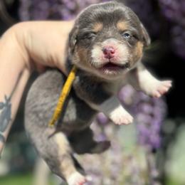 Breeze (yellow) - Blue female Pembroke Welsh Corgi puppy in East Oakdale, California from Rhettro Kennels