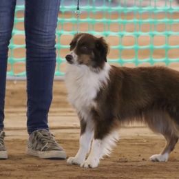 Ruby - Australian Shepherd