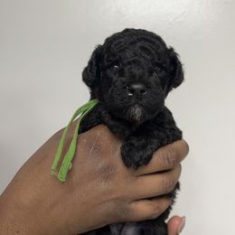 Green Collar Boy - Black male Poodle puppy in Valdosta, Georgia from Posh Poodles