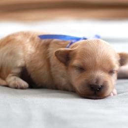 Mr. Dark Blue Collar - Cream male Maltipoo puppy in Springtown, Texas from North Texas Puppies