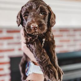 Bernedoodle, Goldendoodle, and Poodle Puppies from Northwest Pups