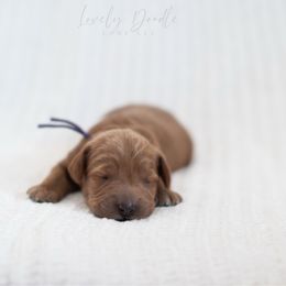 Purple Collar Girl - Red female Australian Labradoodle puppy in Thousand Oaks, California from Lovely Doodle Lane