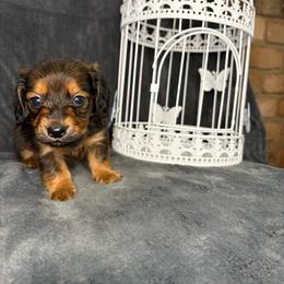 Galadriel - Red female Dachshund puppy in Richwood, West Virginia from Wild and Wonderful Wieners