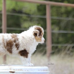 Australian Shepherd Puppies from Broken Arrow Australian Shepherds