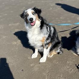 Layla - Australian Shepherd