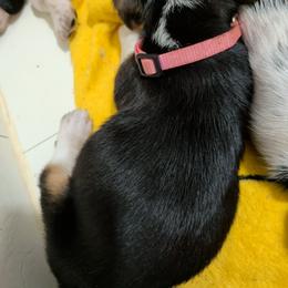 Lilac - Black white and brown female Basset Hound puppy in Clio, Michigan from Nancy's Basset Hounds