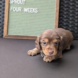 Sprout - Chocolate and tan male Dachshund puppy in Indianapolis, Indiana from Englehaus Dachshunds