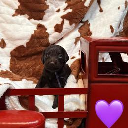 Purple Boy - Liver male Boykin Spaniel puppy in Northport, Alabama from Blue Creek Boykins