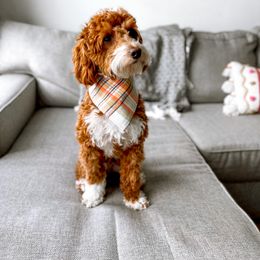 Archie - Goldendoodle