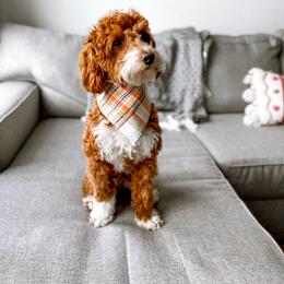 Archie - Goldendoodle