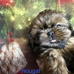 Nougat - Sable male Shih Tzu puppy in Russellville, Kentucky from The Patriot Tzu