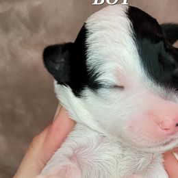 Boy 4 - Assorted Doodle Crosses puppy in Lane County, Oregon from Happy Little Tails