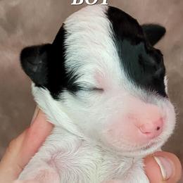 Boy 4 - Assorted Doodle Crosses puppy in Lane County, Oregon from Happy Little Tails
