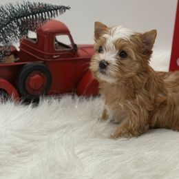 Jasper - Gold male Yorkshire Terrier puppy in Benton, Illinois from Furry Tailz Yorkies