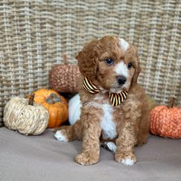 Lane - Red male Cavapoo puppy in Chipley, Florida from Coastal Cavapoos