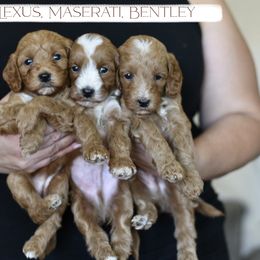 Goldendoodle and Golden Retriever Puppies from GoldenDoodle Love