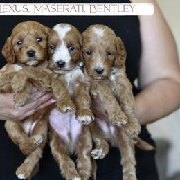 Goldendoodle and Golden Retriever Puppies from GoldenDoodle Love