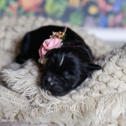Medusa - Black female Newfoundland puppy in Madison, Wisconsin from Riddle Family Newfoundland
