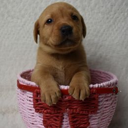 Red Collar Girl - Yellow female Labrador Retriever puppy in Angola, Indiana from Reniers Labrador Retrievers