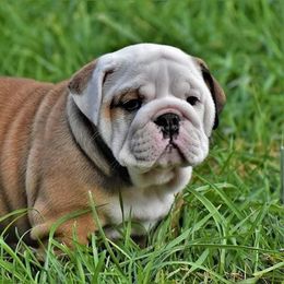 Bulldog Puppies from Dampier Bulldogs Mo