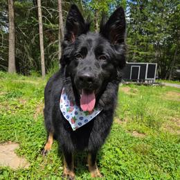 Moana - German Shepherd