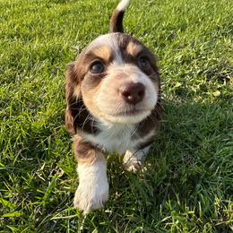 Dachshund and English Springer Spaniel Puppies from Clucking Homestead Springers & Dachshunds