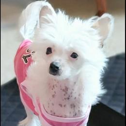 Chihuahua and Chinese Crested Puppies from Western Kentucky Chihuahua’s and Chinese Crested’s