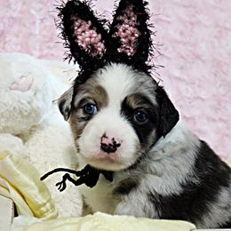 Miniature Australian Shepherd Puppies from Sand Dollar Aussies