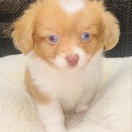 Coop - Red male Companion Cross puppy in Garvin, Oklahoma from Hochatown Awesome Aussies