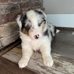 Boy 1 - Blue merle white and tan male Shetland Sheepdog puppy in Shirley, Arkansas from Lucky Pups