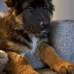 German Shepherd Puppies from Golden Ridge