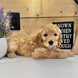 Goldendoodle Puppies from Jeremy Dafoe