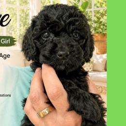 Olive: Light Green Collar - Black female Goldendoodle puppy in Raceland, Louisiana from Cajun Doodles