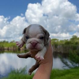 Boy 7 - Fawn and white male Bulldog puppy in Hobe Sound, Florida from Amanda’s Bullies