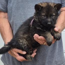 Violet Girl 3 - Sable female German Shepherd puppy in Lake George, Colorado from High Country German Shepherds