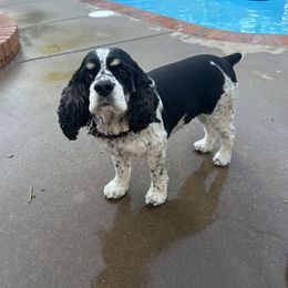 Ruby - Cocker Spaniel