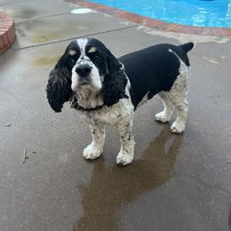Ruby - Cocker Spaniel