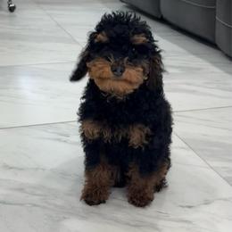 Chip - Phantom male Poodle puppy in Houston, Texas from Texas Toy Poodles