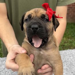 Red collar female - Fawn female Boerboel puppy in Bon Aqua, Tennessee from Erickson Ranch Boerboels
