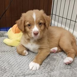 Nova Scotia Duck Tolling Retriever Puppies from Red Hill Tollers