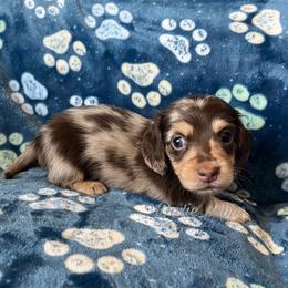 Dash - Dapple Dachshund puppy in Perris, California from Doxie_pupps