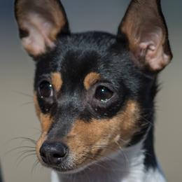 Toy Fox Terriers from SoCal Toy Fox Terriers