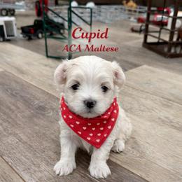 Cupid - White male Maltese puppy in Paden, Oklahoma from Logan's Perfect Puppies