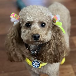 Stella - Poodle