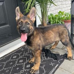German Shepherds from Mein Beschutzer Working Dogs